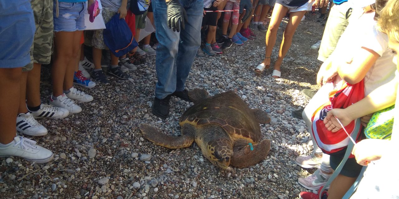 Aπελευθέρωση θαλάσσιας χελώνας